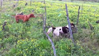 Small Munsterlander amp Vizsla point on pheasant [upl. by Anairb993]