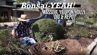 Sumo Sized Yaupon Holly Dig  BonsaiYEAH [upl. by Ailemak]