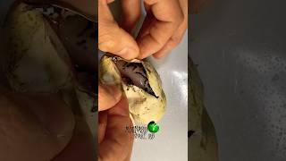 Snake egg cutting molinarosnakelab snakeeggs eggcutting ballpython python python reptiles [upl. by Llewsor]