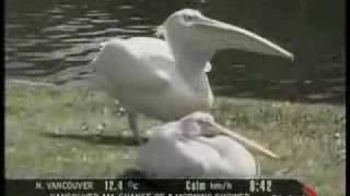 PELICAN EATS SEAGULL [upl. by Amathist219]