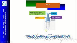 Video17 PCR [upl. by Alisander]