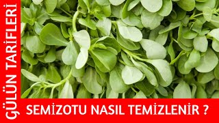 SEMİZOTU NASIL TEMİZLENİR   Gülün Tarifleri [upl. by Ecnerat]