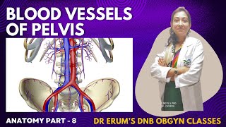 Anatomy Series Blood Vessels of Pelvis  DNB Theory Class  DNB OBGYN coaching All India chapter [upl. by Ardnassela]