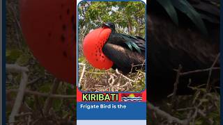 Frigate Bird 🐦 National Bird  Kiribati [upl. by Jasun]