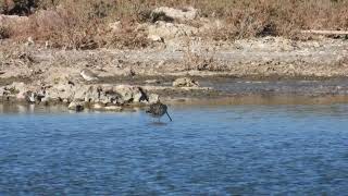 BarTailed Godwit Pittima minore Limosa lapponica [upl. by Lennor65]