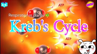 Krebs Cycle  Respiration in plants  Class 11 Biology biology cellularrespiration atp neet2025 [upl. by Pence930]