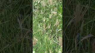 Chloris gayana Chloris abyssinica Rhodes Grass flowers natureflowers nature beautifulplace [upl. by Aihsercal]