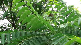 Medicinal Tree for Pitta Dosha  Pankaj Oudhias Ethnobotanical Surveys1863 [upl. by Einegue730]