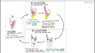 Heart Sounds Made Easy  S1 S2 S3 S4 and Murmurs Systolic and Diastolic [upl. by Xila]