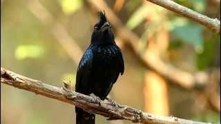 Greater Rackettailed Drongo  นกแซงแซวหางบ่วงใหญ่ [upl. by Onitnerolf]