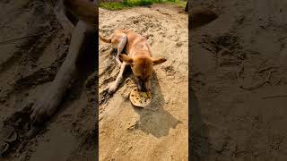 Street dogs food 🫓 streetpuppy dog doglover streetdog help [upl. by Weywadt]