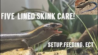 How to care for FiveLined skinks in captivity Setupfeedingect [upl. by Milt825]