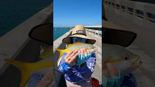 What you can expect when bridge fishing in the Keys… [upl. by Anniahs]