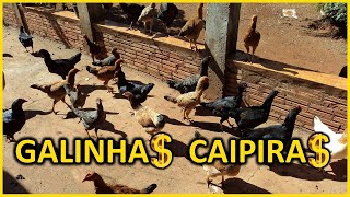 Como GANHAR DINHEIRO com criação de GALINHA CAIPIRA de quintal [upl. by Griffis420]