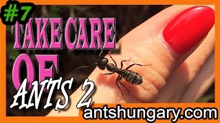 7 Take care of ANTS 2  Hangyák gondozása 2  ENGLISH SUB [upl. by Wobniar]