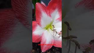 Hippeastrum Sofía en Florcaión [upl. by Maighdlin626]