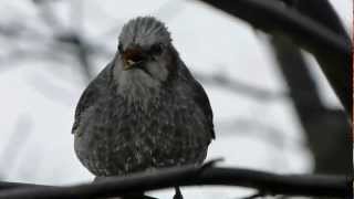 Browneared Bulbul Calling ヒヨドリの鳴き声2種類 [upl. by Heilman]