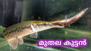 മുതലക്കുഞ്ഞ് 🥰 Crocodile baby [upl. by Sturges]