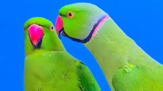 Indian So Cute New Talking Parrot video first time birds parrets [upl. by Romelda]