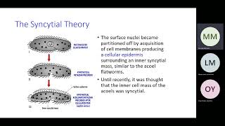 Bio 112 Evolution of Metazoa Part 2 Syncytial Theory and Colonial Theory [upl. by Eerolam]