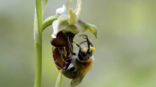 Pollinisation dun Ophrys hybride [upl. by Mahtal]