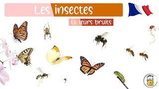 Les Insectes En Français  Les Bruits Et Noms Des Insectes  46 Insectes Différents À Apprendre [upl. by Concordia685]