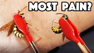 HORNET STING Vs WASP STING Which hurt WORST [upl. by Rosel]