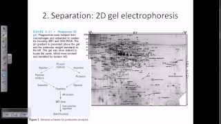 Proteomics [upl. by Euqinobe]