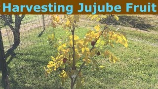 Harvesting Jujube Fruit Chinese Date Ziziphus jujuba [upl. by Willetta628]