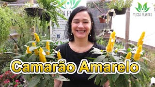 Camarão Amarelo Pachystachys lutea Nees [upl. by Marlowe]