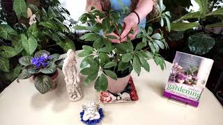 Schefflera Plant Care What to Know [upl. by Barbie]