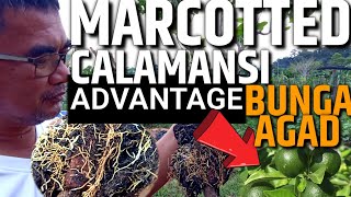 PAANO MAGTANIM NG MARCOTTED CALAMANSI SA PASO Air layering  D Green Thumb [upl. by Sabanrab358]