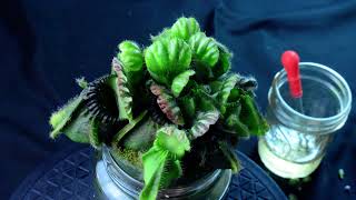 PlantB06 Cephalotus Bubble Giant  African violet pot  biweekly maintenance – 10624 [upl. by Vachell]