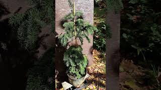 Abies procera Delbar Cascade  developing a nice weeping form [upl. by Asoj]