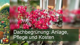 Dachbegrünung Anlage Pflege und Kosten [upl. by Fiora]