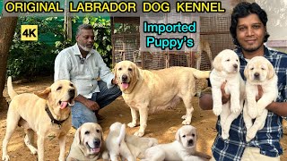 Labrador Puppys  Imported Lab Puppies for Sales  Chennai Dog Kennel  Best English Labrador  4K [upl. by Gatian]