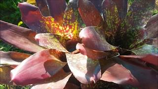 B2B  Bromeliads Water and Light Exposure Gardening with Gabriel [upl. by Whitson308]