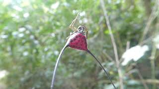 Curved Spiny Spider Macracantha arcuata Kaeng Krachan Thailand 17 Febr 2024 [upl. by Oiratnom]