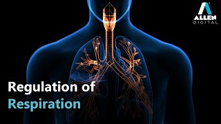 Breathing and Exchange of Gases  Regulation of Respiration  Biology  Live  ALLEN Digital [upl. by Adnahsat]