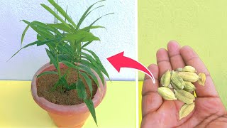 How to Grow Best Quality Cardamom  how to grow Elaichi at home [upl. by Worrad65]