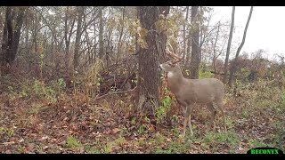 Proven Hunting Tips for Using Deer Scents [upl. by Soisatsana]