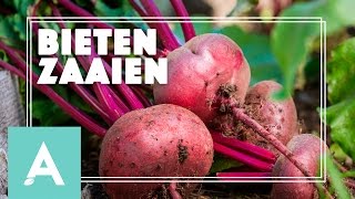 Bieten zaaien  Grow Cook Eat 18 [upl. by Sheryl]