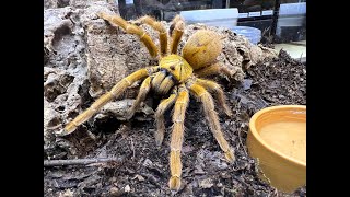 Pterinochilus murinus OBT  Orange Bitey Thing rehouse and care of a LARGE OBT [upl. by Yrral968]