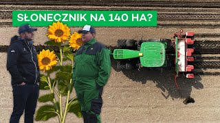 SIEW SŁONECZNIKA NA PIACHU  DLACZEGO I CO DALEJ  216 nawozy nonstop [upl. by Assenad]