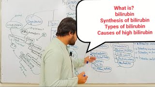 Bilirubin  Synthesis of Bilirubin  Direct Bilirubin  Indirect Bilirubin BHL Sciences [upl. by Krauss]