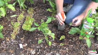 How To Transplant or Divide Lettuce [upl. by Bartolemo]