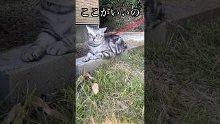 ここがいいの 猫 アメショ cat たろう 散歩 [upl. by Kellyann482]