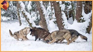 15 Times Wolves Were Caught Hunting On Camera [upl. by Ttennaj]