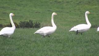 Whooper Swan Cygnus cygnus [upl. by Adrea]