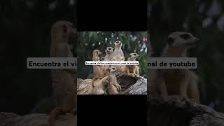 15 Curiosidades de los Suricatas suricato suricata curiosidadesdeanimales curiosidadesanimales [upl. by Hairam581]